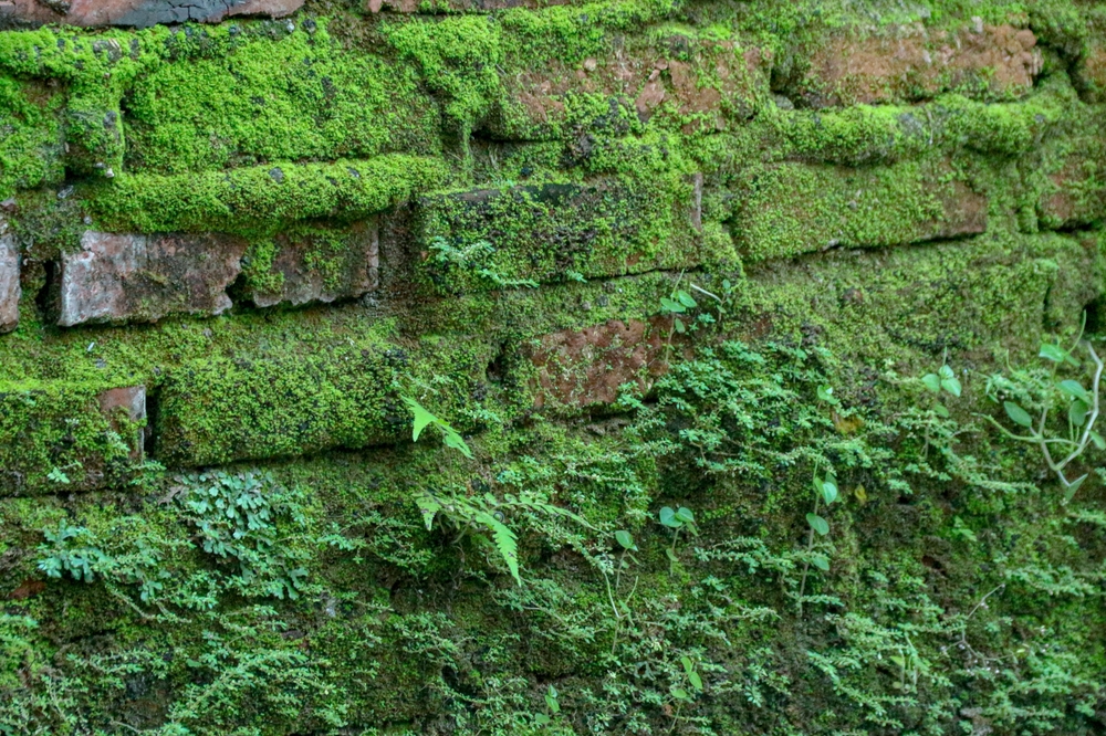 Wie schdlich oder ntzlich ist Efeu an Wand und Dach  und andere  Kletterpflanzen?  bauenaktuell.ch  Magazin fr die Baubranche in der  Schweiz